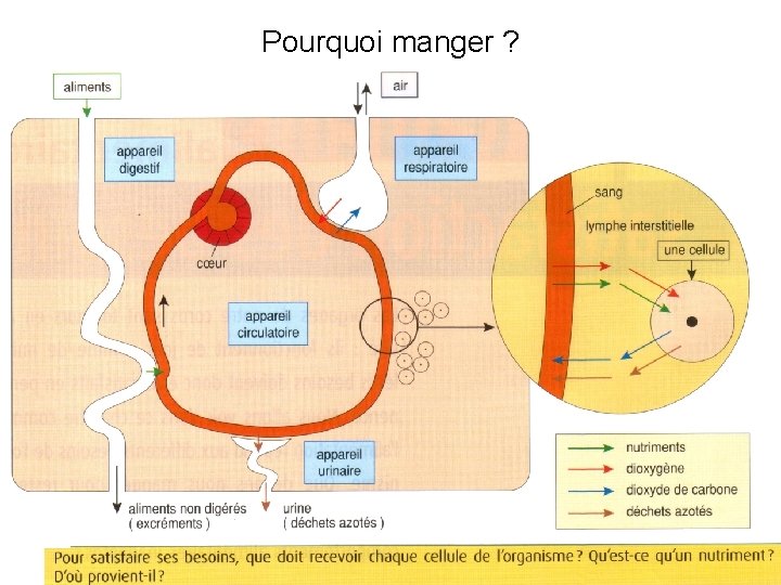 Pourquoi manger ? 