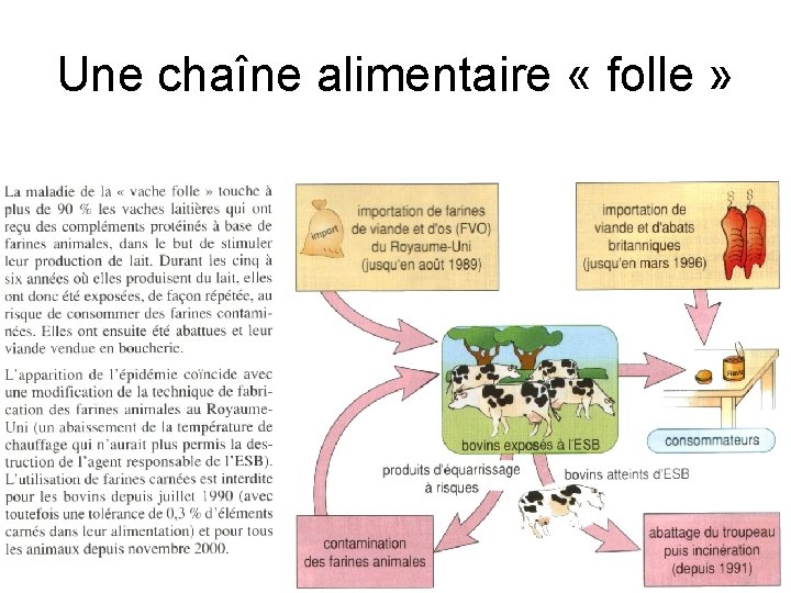 Une chaîne alimentaire « folle » 