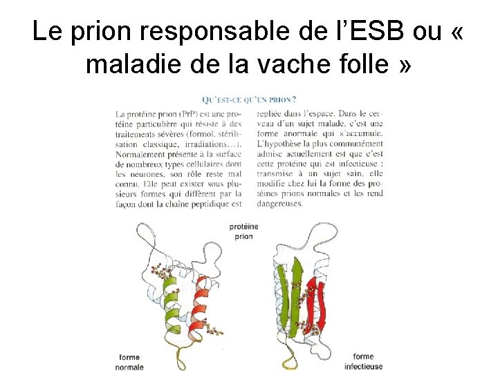 Le prion responsable de l’ESB ou « maladie de la vache folle » 