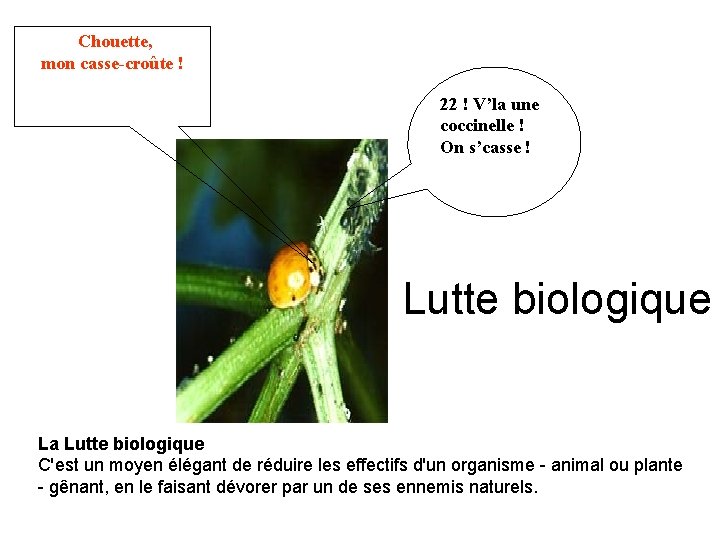 Chouette, mon casse-croûte ! 22 ! V’la une coccinelle ! On s’casse ! Lutte