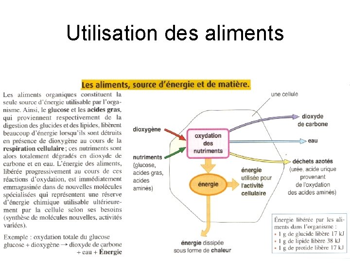 Utilisation des aliments 