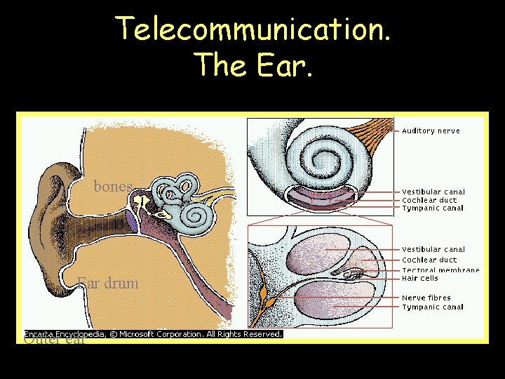 Telecommunication. The Ear. bones Ear drum Outer ear 