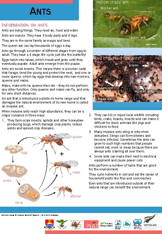 Yellow crazy ant ANTS Worker ant INFORMATION ON ANTS Ants are living things. They