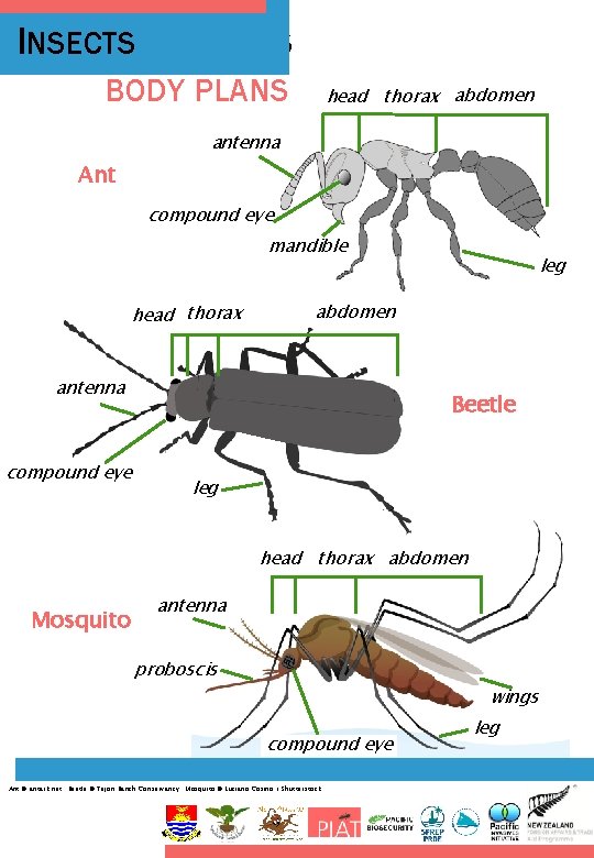 INSECTS INSECT BODY PLANS head thorax abdomen antenna Ant compound eye mandible head thorax