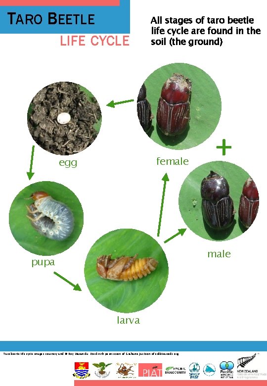 TARO BEETLE LIFE CYCLE All stages of taro beetle life cycle are found in