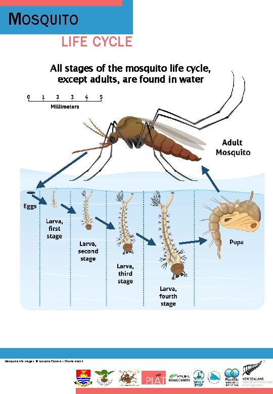 MOSQUITO LIFE CYCLE All stages of the mosquito life cycle, except adults, are found