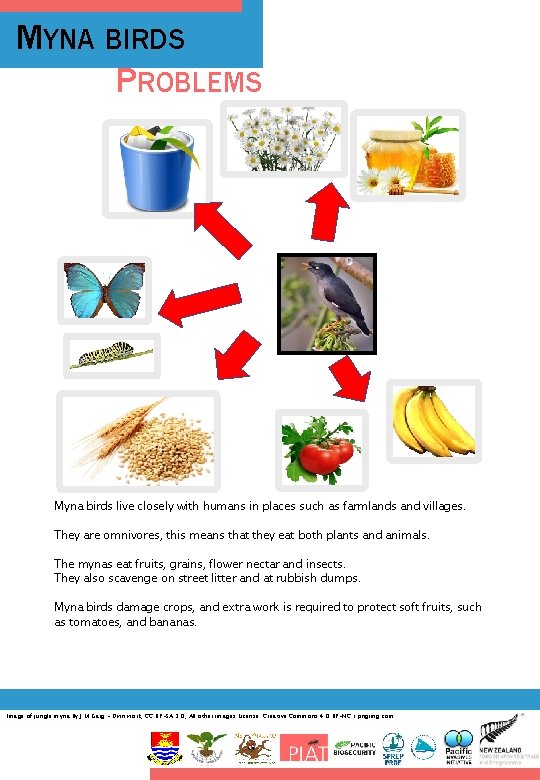 MYNA BIRDS PROBLEMS Myna birds live closely with humans in places such as farmlands