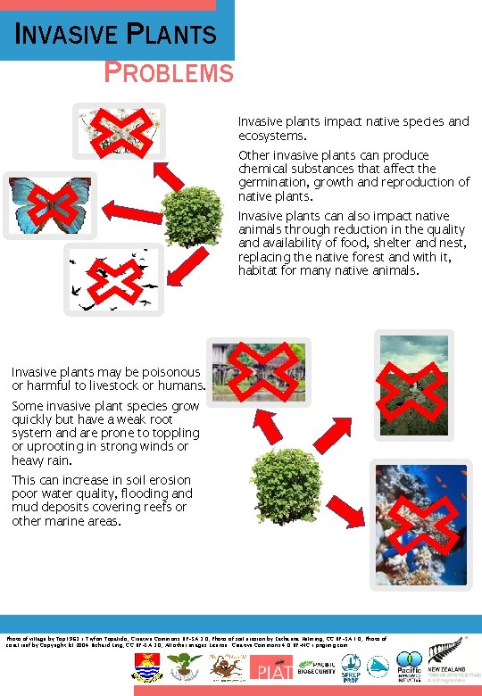 INVASIVE PLANTS PROBLEMS Invasive plants impact native species and ecosystems. Other invasive plants can