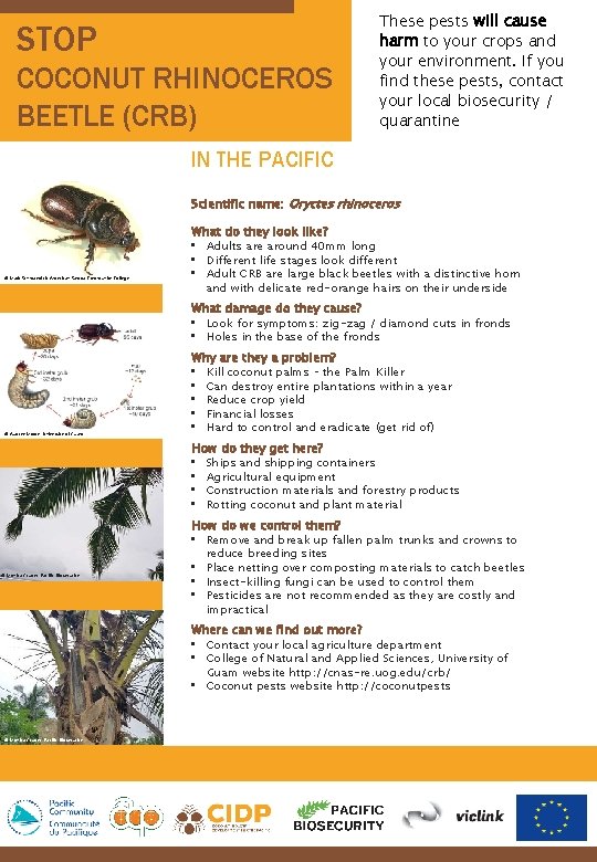 STOP COCONUT RHINOCEROS BEETLE (CRB) These pests will cause harm to your crops and