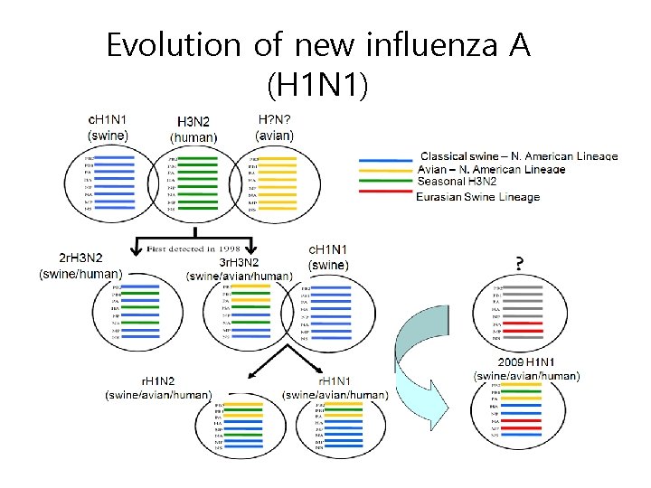 Evolution of new influenza A (H 1 N 1) 