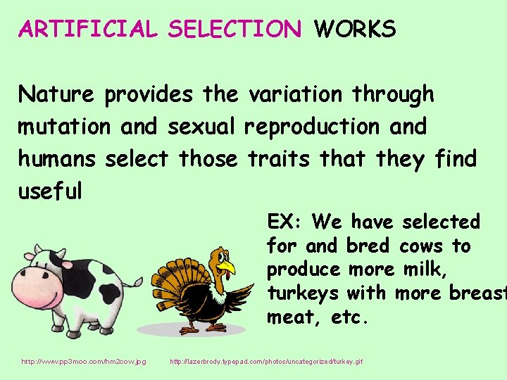 ARTIFICIAL SELECTION WORKS Nature provides the variation through mutation and sexual reproduction and humans