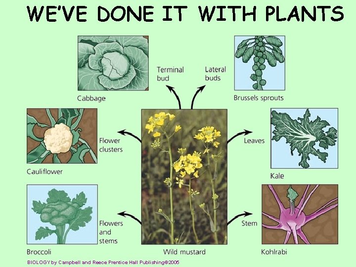 WE’VE DONE IT WITH PLANTS BIOLOGY by Campbell and Reece Prentice Hall Publishing© 2005