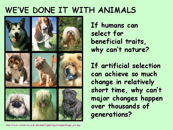 WE’VE DONE IT WITH ANIMALS If humans can select for beneficial traits, why can’t