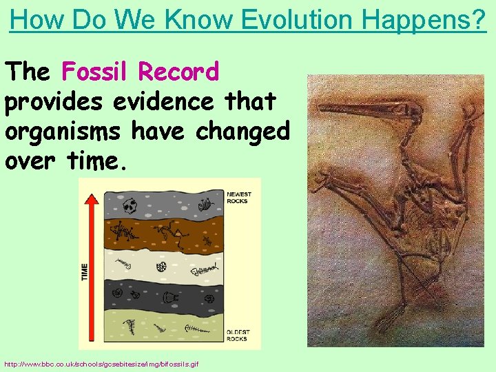 How Do We Know Evolution Happens? The Fossil Record provides evidence that organisms have