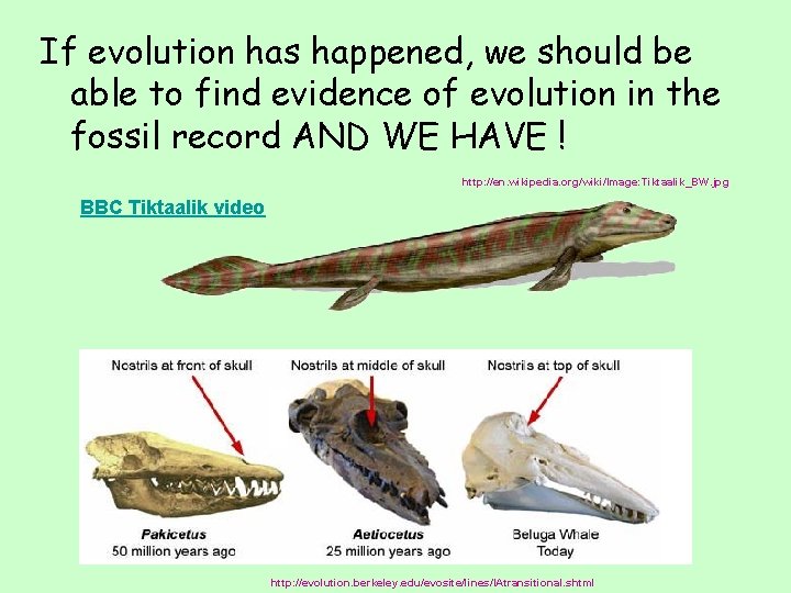 If evolution has happened, we should be able to find evidence of evolution in