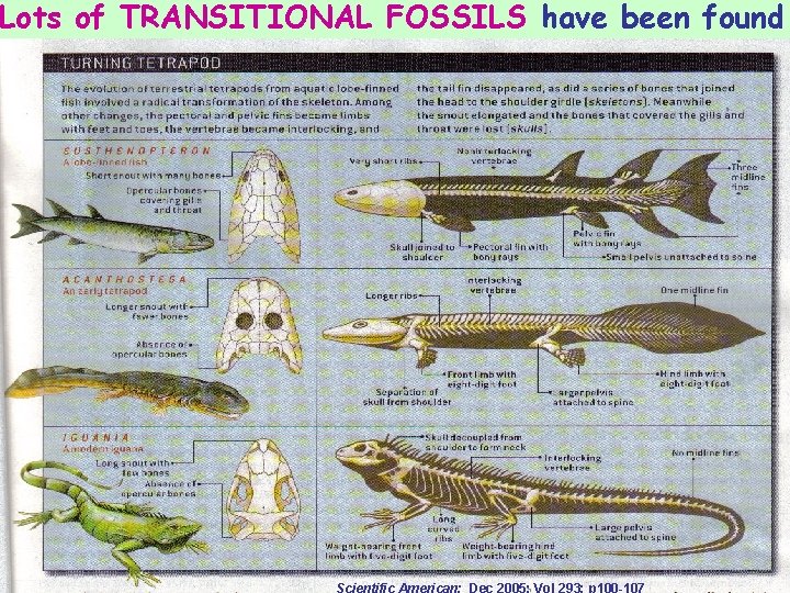 Lots of TRANSITIONAL FOSSILS have been found Scientific American; Dec 2005; Vol 293; p