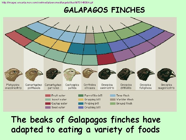 http: //images. encarta. msn. com/xrefmedia/aencmed/targets/illus/ilt/T 014608 A. gif GALAPAGOS FINCHES The beaks of Galapagos