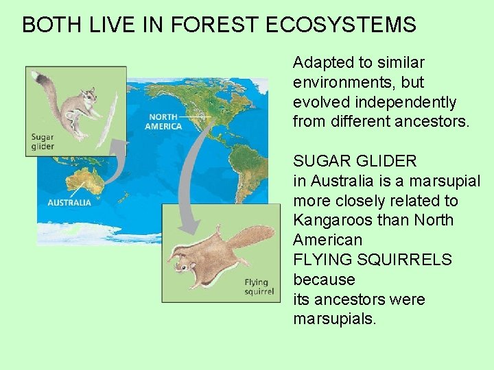 BOTH LIVE IN FOREST ECOSYSTEMS Adapted to similar environments, but evolved independently from different