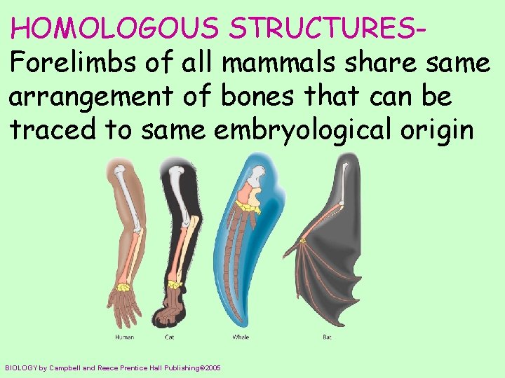 HOMOLOGOUS STRUCTURESForelimbs of all mammals share same arrangement of bones that can be traced