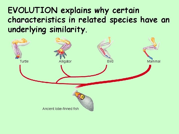 EVOLUTION explains why certain characteristics in related species have an Section 15 -3 underlying