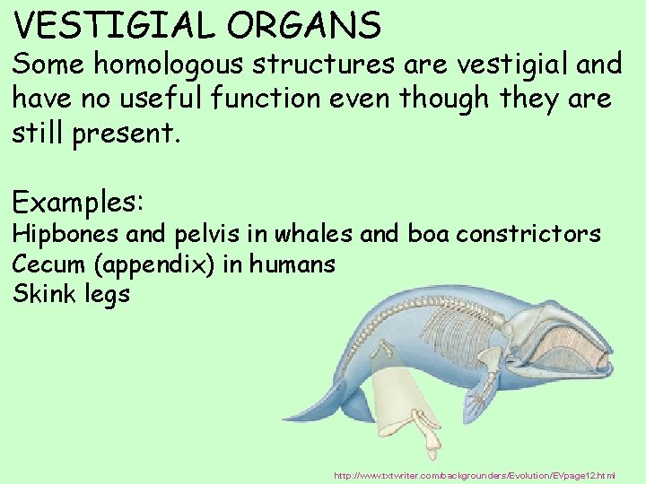 VESTIGIAL ORGANS Some homologous structures are vestigial and have no useful function even though