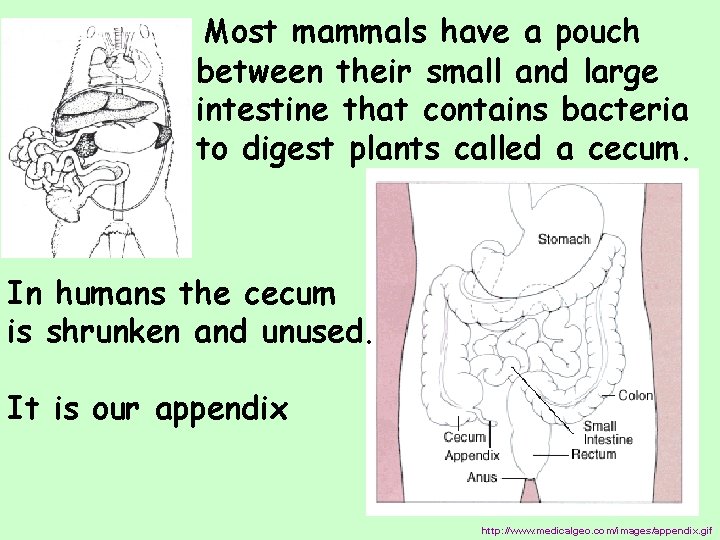 Most mammals have a pouch between their small and large intestine that contains bacteria