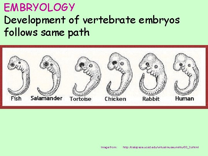 EMBRYOLOGY Development of vertebrate embryos follows same path Image from: http: //calspace. ucsd. edu/virtualmuseum/litu/03_3.