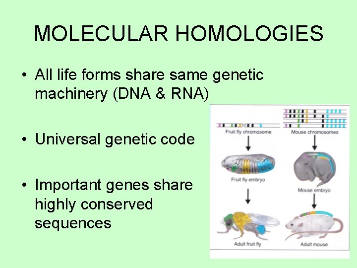 MOLECULAR HOMOLOGIES • All life forms share same genetic machinery (DNA & RNA) •