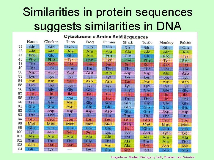 Similarities in protein sequences suggests similarities in DNA Image from: Modern Biology by Holt,