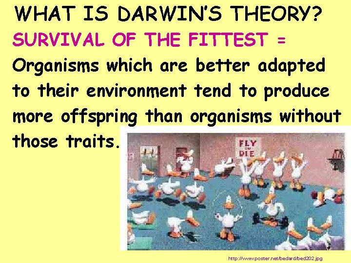 WHAT IS DARWIN’S THEORY? SURVIVAL OF THE FITTEST = Organisms which are better adapted