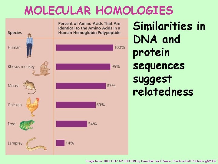 MOLECULAR HOMOLOGIES Similarities in DNA and protein sequences suggest relatedness Image from: BIOLOGY AP