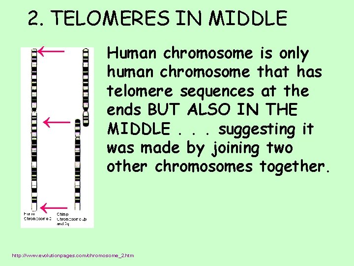 2. TELOMERES IN MIDDLE Human chromosome is only human chromosome that has telomere sequences