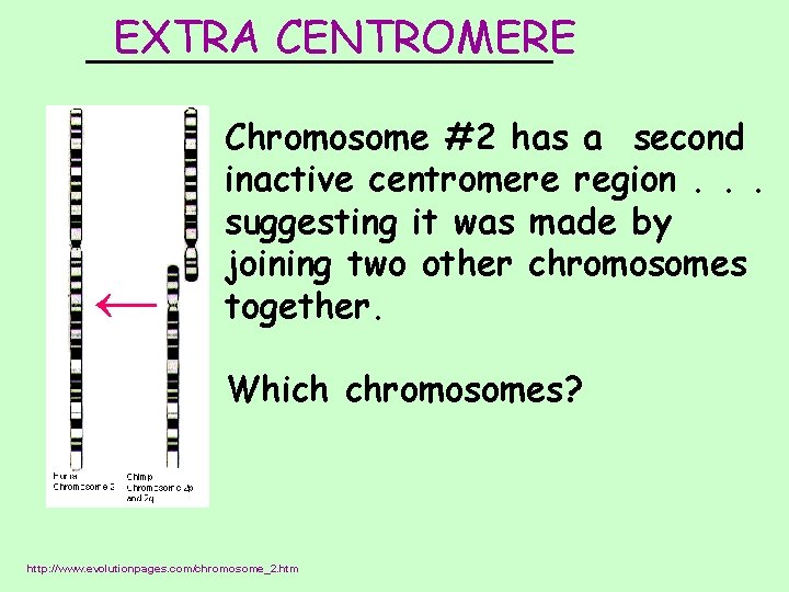 EXTRA CENTROMERE _________ Chromosome #2 has a second inactive centromere region. . . suggesting