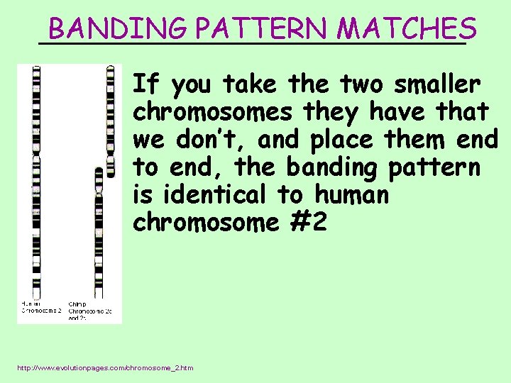 BANDING PATTERN MATCHES ____________ If you take the two smaller chromosomes they have that
