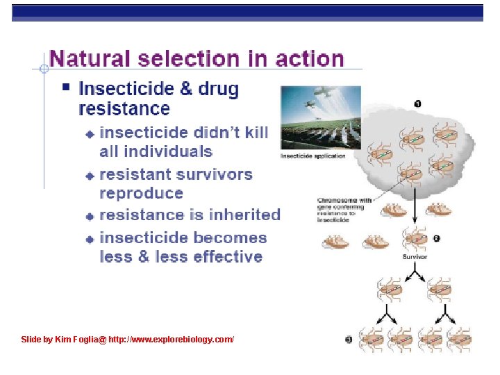 Slide by Kim Foglia@ http: //www. explorebiology. com/ 