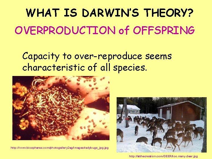 WHAT IS DARWIN’S THEORY? OVERPRODUCTION of OFFSPRING Capacity to over-reproduce seems characteristic of all