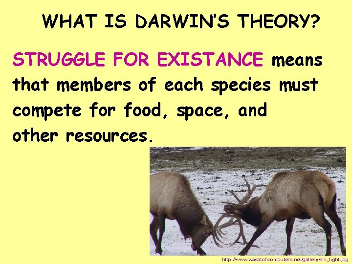 WHAT IS DARWIN’S THEORY? STRUGGLE FOR EXISTANCE means that members of each species must