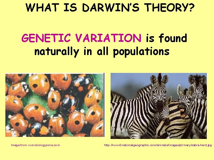 WHAT IS DARWIN’S THEORY? GENETIC VARIATION is found naturally in all populations Image from