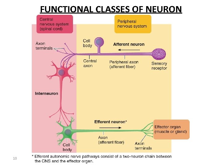 FUNCTIONAL CLASSES OF NEURON 10 