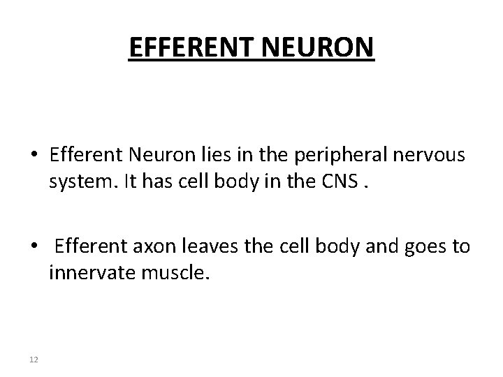 EFFERENT NEURON • Efferent Neuron lies in the peripheral nervous system. It has cell