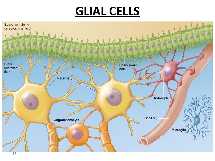 GLIAL CELLS 17 