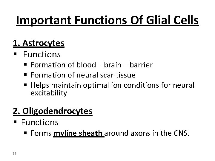 Important Functions Of Glial Cells 1. Astrocytes § Functions § Formation of blood –