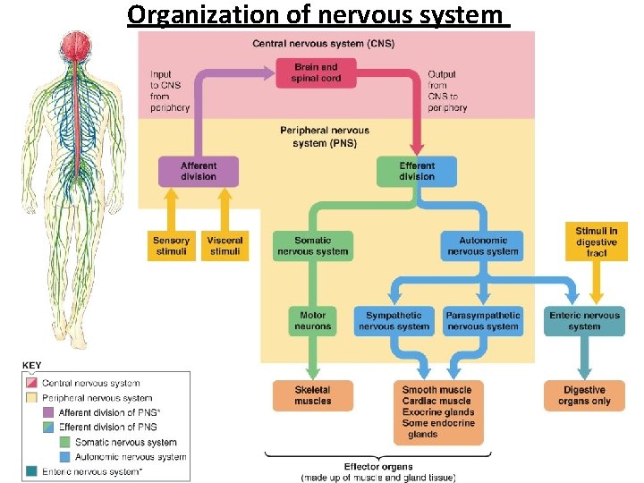 Organization of nervous system 3 