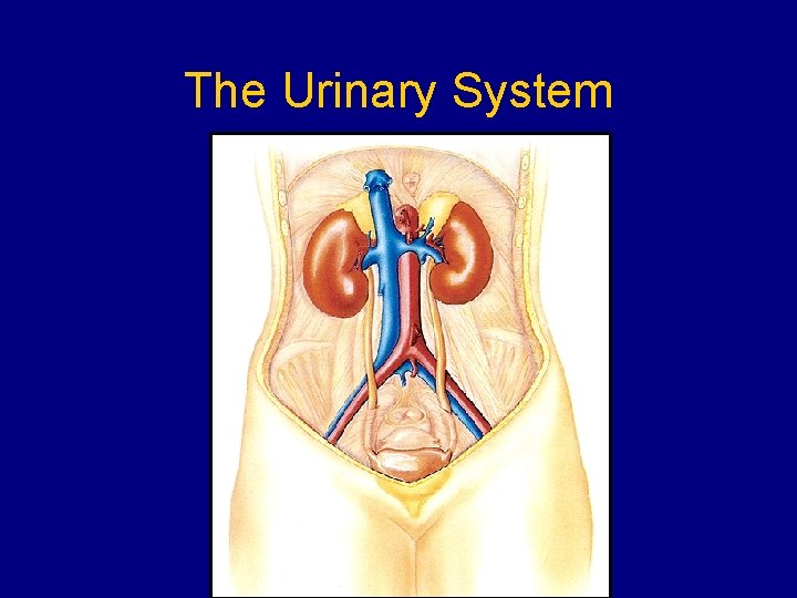 The Urinary System The Urinary System