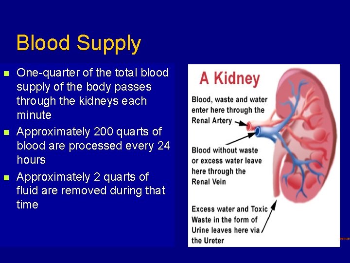 Blood Supply n n n One-quarter of the total blood supply of the body