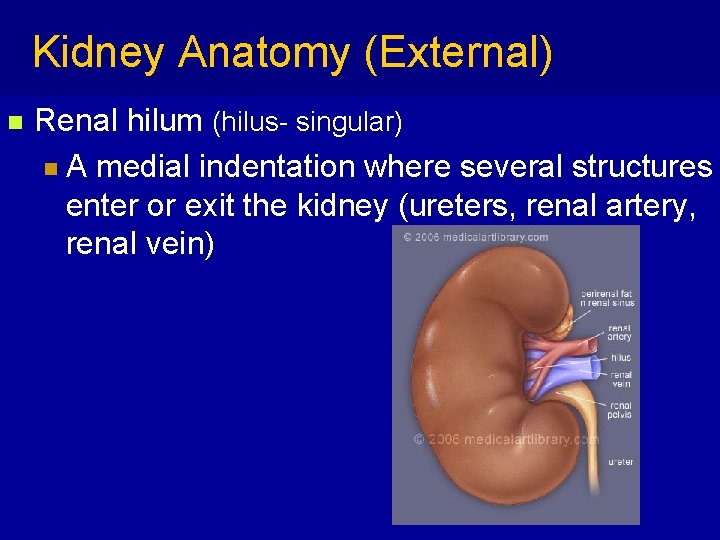 Kidney Anatomy (External) n Renal hilum (hilus- singular) n A medial indentation where several Kidney Anatomy (External) n Renal hilum (hilus- singular) n A medial indentation where several