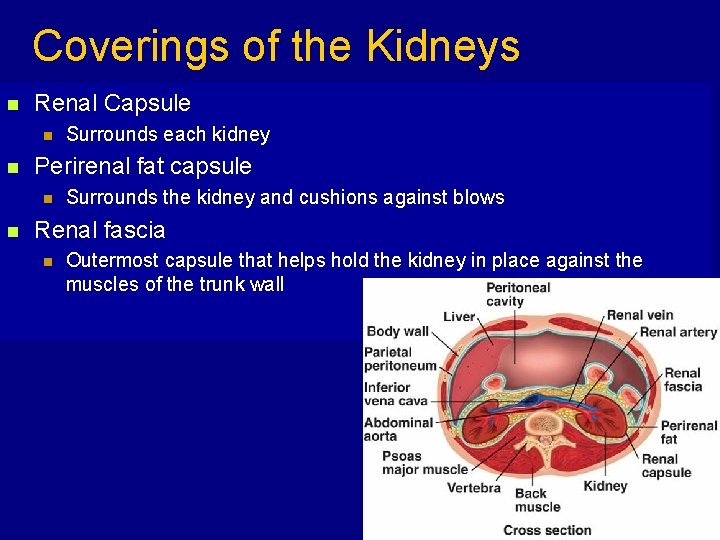 Coverings of the Kidneys n Renal Capsule n n Perirenal fat capsule n n