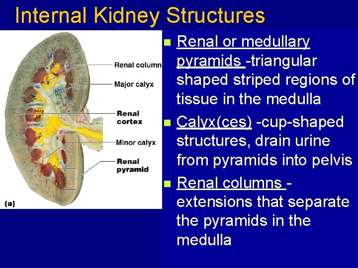 Internal Kidney Structures n n n Renal or medullary pyramids -triangular shaped striped regions