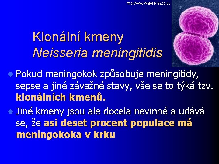 http: //www. waterscan. co. yu Klonální kmeny Neisseria meningitidis l Pokud meningokok způsobuje meningitidy,