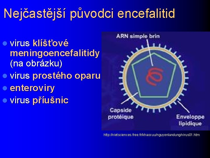 Nejčastější původci encefalitid l virus klíšťové meningoencefalitidy (na obrázku) l virus prostého oparu l